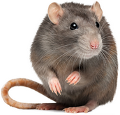 rat